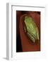 Heterixalus Betsileo (Betsileo Reed Frog)-Paul Starosta-Framed Photographic Print