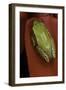 Heterixalus Betsileo (Betsileo Reed Frog)-Paul Starosta-Framed Photographic Print