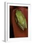 Heterixalus Betsileo (Betsileo Reed Frog)-Paul Starosta-Framed Photographic Print