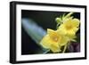 Heterixalus madagascariensis frog inside a flower, Ivoloina Zoological Park, Tamatave, Madagascar, -Christian Kober-Framed Photographic Print