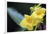 Heterixalus madagascariensis frog inside a flower, Ivoloina Zoological Park, Tamatave, Madagascar, -Christian Kober-Framed Photographic Print