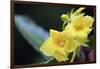 Heterixalus madagascariensis frog inside a flower, Ivoloina Zoological Park, Tamatave, Madagascar, -Christian Kober-Framed Photographic Print