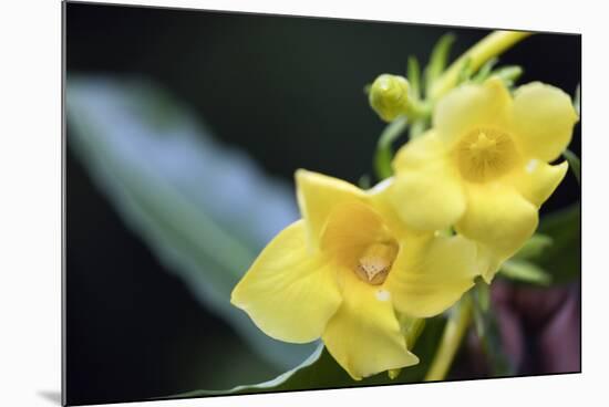 Heterixalus madagascariensis frog inside a flower, Ivoloina Zoological Park, Tamatave, Madagascar, -Christian Kober-Mounted Photographic Print