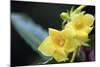 Heterixalus madagascariensis frog inside a flower, Ivoloina Zoological Park, Tamatave, Madagascar, -Christian Kober-Mounted Photographic Print