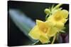 Heterixalus madagascariensis frog inside a flower, Ivoloina Zoological Park, Tamatave, Madagascar, -Christian Kober-Stretched Canvas