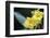 Heterixalus madagascariensis frog inside a flower, Ivoloina Zoological Park, Tamatave, Madagascar, -Christian Kober-Framed Photographic Print