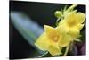 Heterixalus madagascariensis frog inside a flower, Ivoloina Zoological Park, Tamatave, Madagascar, -Christian Kober-Stretched Canvas