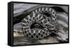 Heterodon Nasicus (Western Hog-Nosed Snake) - Young-Paul Starosta-Framed Stretched Canvas