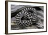 Heterodon Nasicus (Western Hog-Nosed Snake) - Young-Paul Starosta-Framed Photographic Print