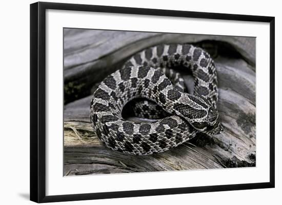 Heterodon Nasicus (Western Hog-Nosed Snake) - Young-Paul Starosta-Framed Photographic Print