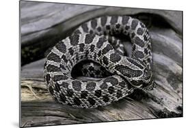 Heterodon Nasicus (Western Hog-Nosed Snake) - Young-Paul Starosta-Mounted Photographic Print