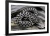 Heterodon Nasicus (Western Hog-Nosed Snake) - Young-Paul Starosta-Framed Photographic Print