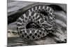 Heterodon Nasicus (Western Hog-Nosed Snake) - Young-Paul Starosta-Mounted Photographic Print