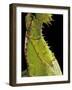 Heteropteryx Dilatata (Jungle Nymph, Malaysian Stick Insect) - Detail-Paul Starosta-Framed Photographic Print