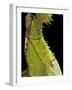 Heteropteryx Dilatata (Jungle Nymph, Malaysian Stick Insect) - Detail-Paul Starosta-Framed Photographic Print