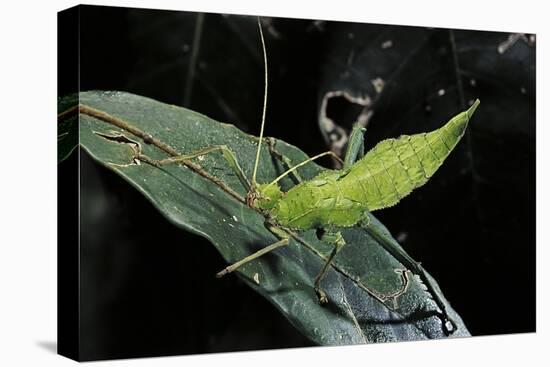 Heteropteryx Dilatata (Jungle Nymph, Malaysian Stick Insect) - Larva-Paul Starosta-Stretched Canvas