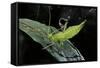 Heteropteryx Dilatata (Jungle Nymph, Malaysian Stick Insect) - Larva-Paul Starosta-Framed Stretched Canvas