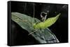 Heteropteryx Dilatata (Jungle Nymph, Malaysian Stick Insect) - Larva-Paul Starosta-Framed Stretched Canvas