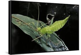 Heteropteryx Dilatata (Jungle Nymph, Malaysian Stick Insect) - Larva-Paul Starosta-Framed Stretched Canvas