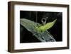 Heteropteryx Dilatata (Jungle Nymph, Malaysian Stick Insect) - Larva-Paul Starosta-Framed Premium Photographic Print