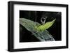 Heteropteryx Dilatata (Jungle Nymph, Malaysian Stick Insect) - Larva-Paul Starosta-Framed Premium Photographic Print