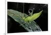 Heteropteryx Dilatata (Jungle Nymph, Malaysian Stick Insect) - Larva-Paul Starosta-Framed Photographic Print