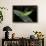 Heteropteryx Dilatata (Jungle Nymph, Malaysian Stick Insect) - Larva-Paul Starosta-Framed Photographic Print displayed on a wall