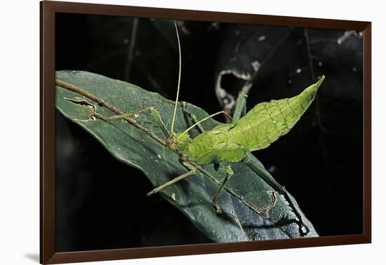 Heteropteryx Dilatata (Jungle Nymph, Malaysian Stick Insect) - Larva-Paul Starosta-Framed Photographic Print