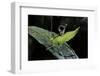 Heteropteryx Dilatata (Jungle Nymph, Malaysian Stick Insect) - Larva-Paul Starosta-Framed Photographic Print