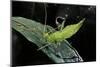 Heteropteryx Dilatata (Jungle Nymph, Malaysian Stick Insect) - Larva-Paul Starosta-Mounted Photographic Print