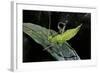 Heteropteryx Dilatata (Jungle Nymph, Malaysian Stick Insect) - Larva-Paul Starosta-Framed Photographic Print