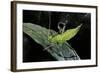 Heteropteryx Dilatata (Jungle Nymph, Malaysian Stick Insect) - Larva-Paul Starosta-Framed Photographic Print