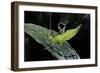 Heteropteryx Dilatata (Jungle Nymph, Malaysian Stick Insect) - Larva-Paul Starosta-Framed Photographic Print