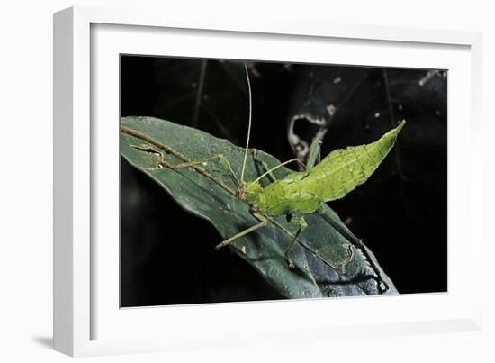 Heteropteryx Dilatata (Jungle Nymph, Malaysian Stick Insect) - Larva-Paul Starosta-Framed Photographic Print