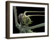 Heteropteryx Dilatata (Jungle Nymph, Malaysian Stick Insect) - Portrait-Paul Starosta-Framed Photographic Print