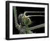 Heteropteryx Dilatata (Jungle Nymph, Malaysian Stick Insect) - Portrait-Paul Starosta-Framed Photographic Print