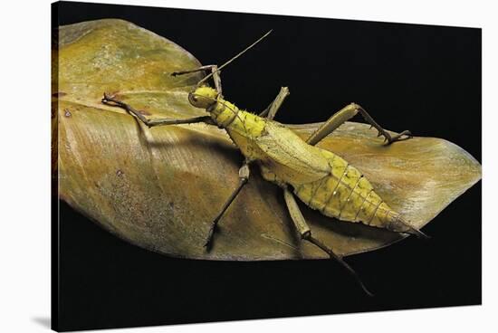 Heteropteryx Dilatata (Jungle Nymph, Malaysian Stick Insect)-Paul Starosta-Stretched Canvas