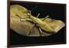 Heteropteryx Dilatata (Jungle Nymph, Malaysian Stick Insect)-Paul Starosta-Framed Photographic Print