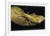 Heteropteryx Dilatata (Jungle Nymph, Malaysian Stick Insect)-Paul Starosta-Framed Photographic Print