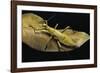 Heteropteryx Dilatata (Jungle Nymph, Malaysian Stick Insect)-Paul Starosta-Framed Photographic Print