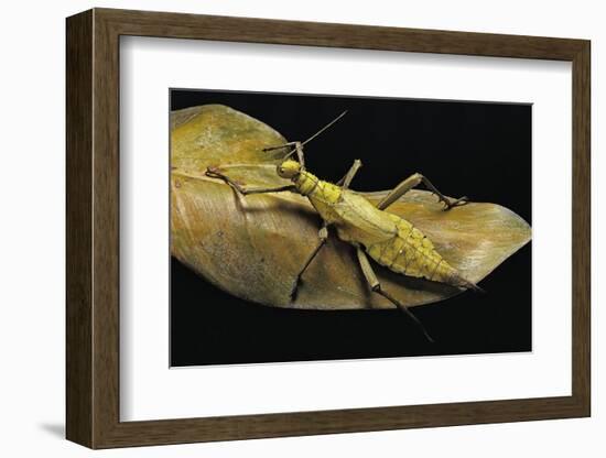 Heteropteryx Dilatata (Jungle Nymph, Malaysian Stick Insect)-Paul Starosta-Framed Photographic Print