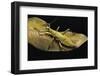 Heteropteryx Dilatata (Jungle Nymph, Malaysian Stick Insect)-Paul Starosta-Framed Photographic Print