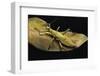 Heteropteryx Dilatata (Jungle Nymph, Malaysian Stick Insect)-Paul Starosta-Framed Photographic Print