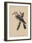 Heterornis Sericea (Gmelin), 1855-null-Framed Giclee Print