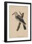 Heterornis Sericea (Gmelin), 1855-null-Framed Giclee Print