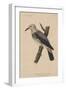 Heterornis Sericea (Gmelin), 1855-null-Framed Giclee Print