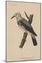Heterornis Sericea (Gmelin), 1855-null-Mounted Giclee Print