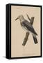 Heterornis Sericea (Gmelin), 1855-null-Framed Stretched Canvas