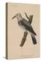 Heterornis Sericea (Gmelin), 1855-null-Stretched Canvas