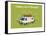 Heula. Camping-car normand-Sylvain Bichicchi-Framed Stretched Canvas